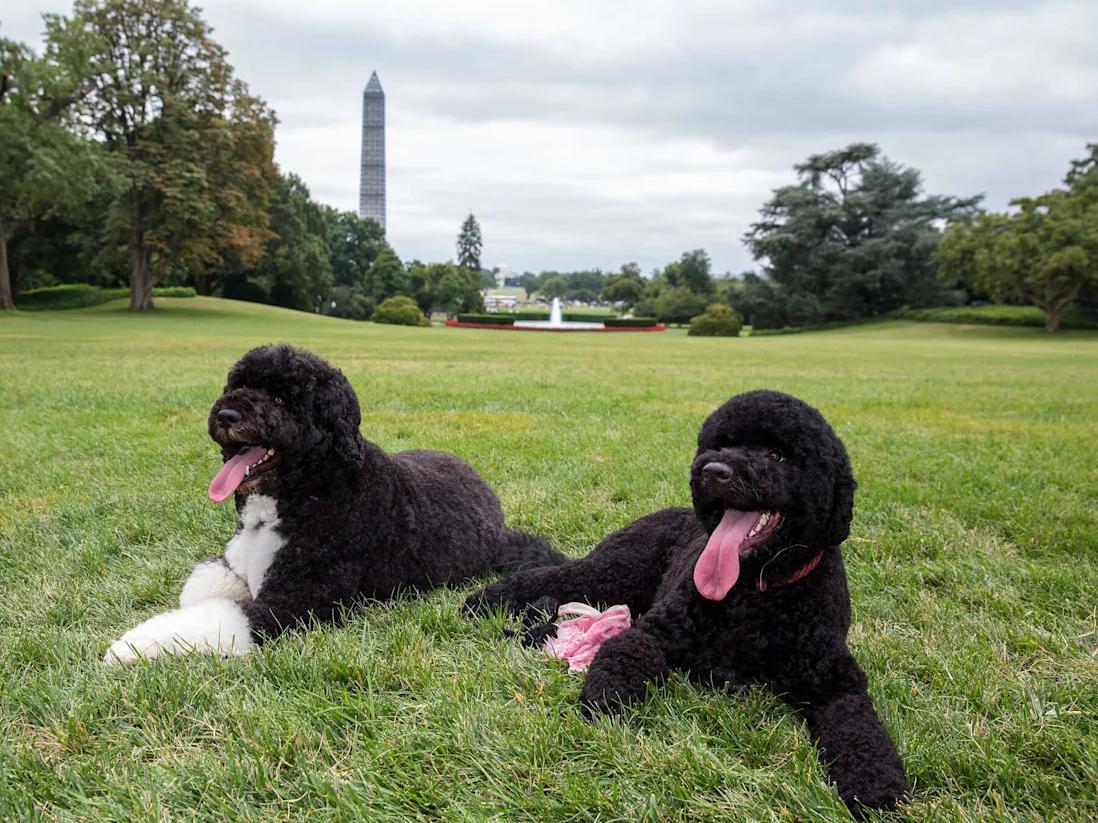Did you know a Portuguese Water Dog once lived at the White House?
