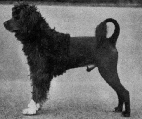 Leão, o cão fundador da raça